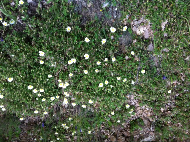 Cistus salvifolius